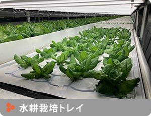 水耕栽培トレイはこちら